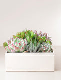Assortment of succulents in gift box. - Image 