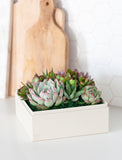 An assortment of succulents in gift box on kitchen counter. - Image 