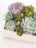 Assortment of succulents in gift box on blanket. - Image 