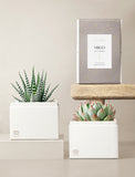 Succulent in gift box. - Image 