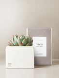 Succulent in gift box. - Image 