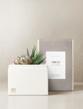 Succulent in gift box. - Image 