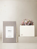 Succulent in gift box. - Image 