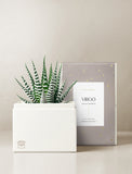 Succulent in gift box. - Image 