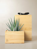 Succulents in gift box. - Image 