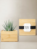 Succulents in gift box. - Image 