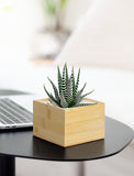 Succulents in gift box. - Image 