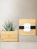 Succulents in gift box. - Image 