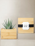 Succulents in gift box. - Image 