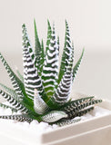 Succulents in gift box. - Image 
