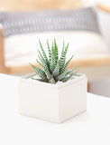 Succulents in gift box. - Image 