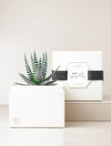 Succulents in gift box with "With Sympathy" message. - Image 