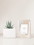 Succulent in gift box with Welcome Home sleeve. - Image 