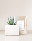 Succulent in gift box with Welcome Home sleeve. - Image 
