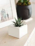 Succulent Garden in gift box on dresser. - Image 