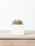 Succulent in gift box. - Image 